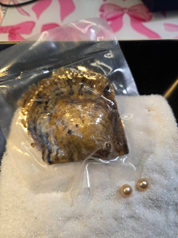 Akoya Oyster Twin Pearls Natural For Reveal