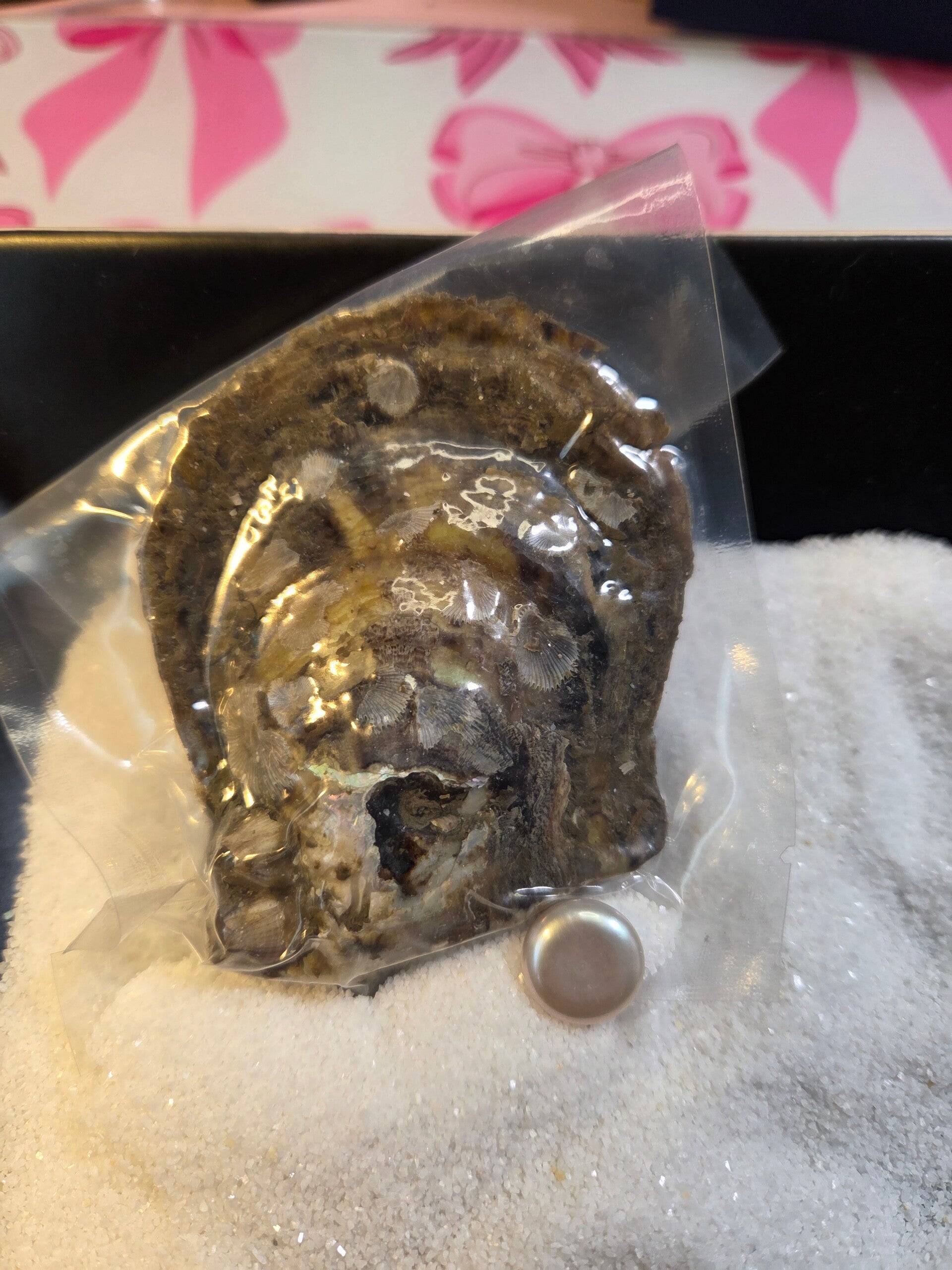 Akoya Oyster Natural Coin For Reveal