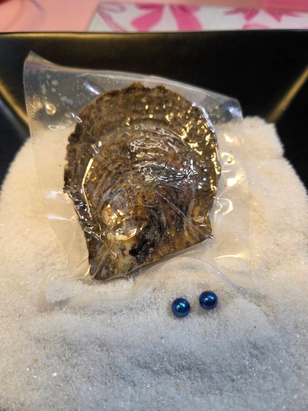 Akoya Oyster Twin Pearls Colored For Reveal
