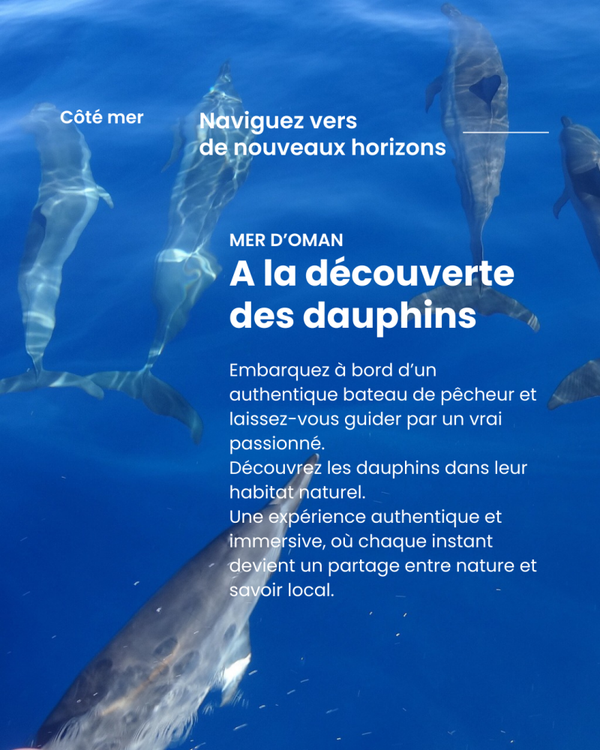 Evasion en mer à la découverte des dauphins