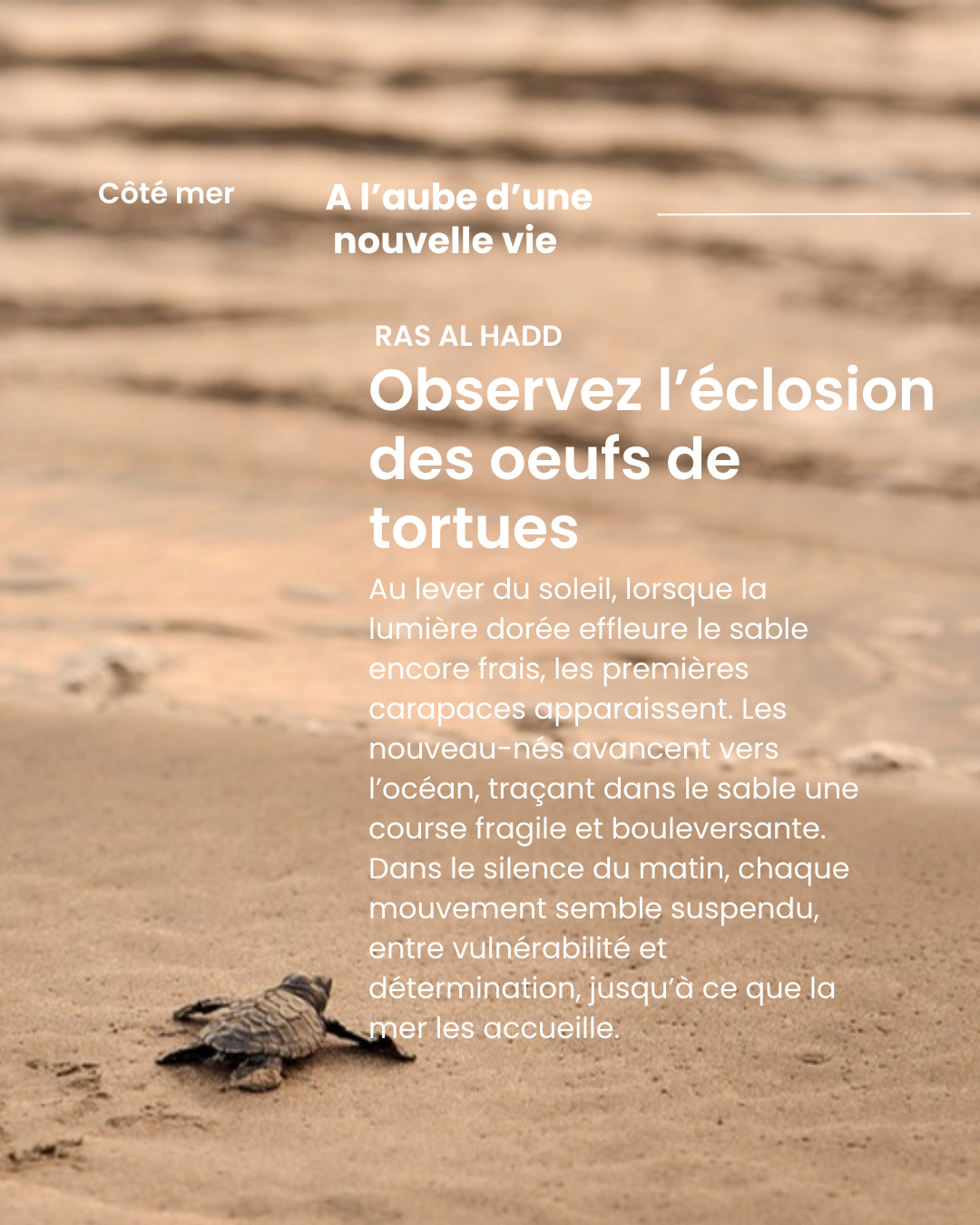 Observation de l'éclosion des œufs de tortues