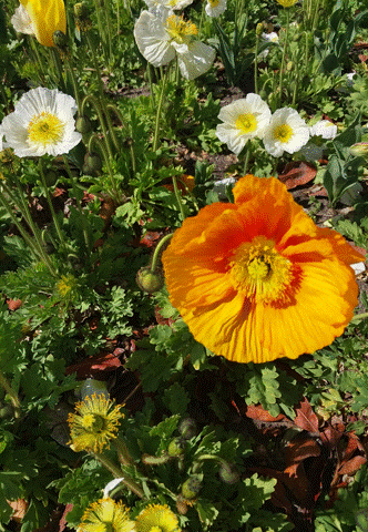 Flower photos of Gabriela Creu at GC-ArtEscape