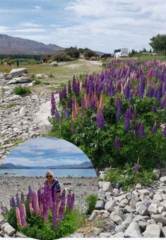A Kaleidoscope of colours - the lupin hand-painted silk carves by Gabriela Cretu at GC-ArtEscape