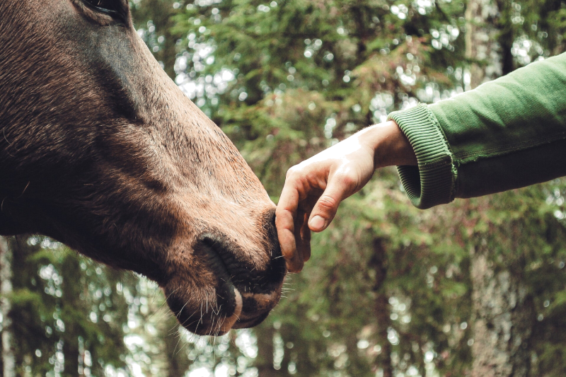 Coaching et équicoaching près de Nantes, Savenay, Saint Nazaire