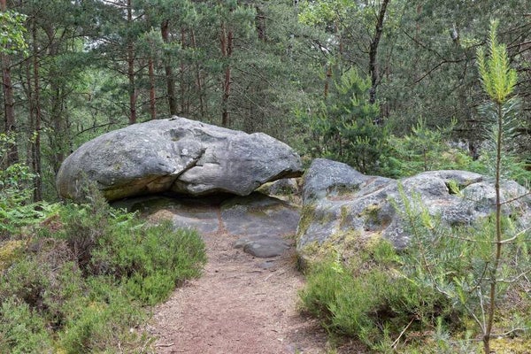 ​📸 La Randonnée des Cinq Mares : Immersion Sauvage en Forêt de Fontainebleau (2 Jours)