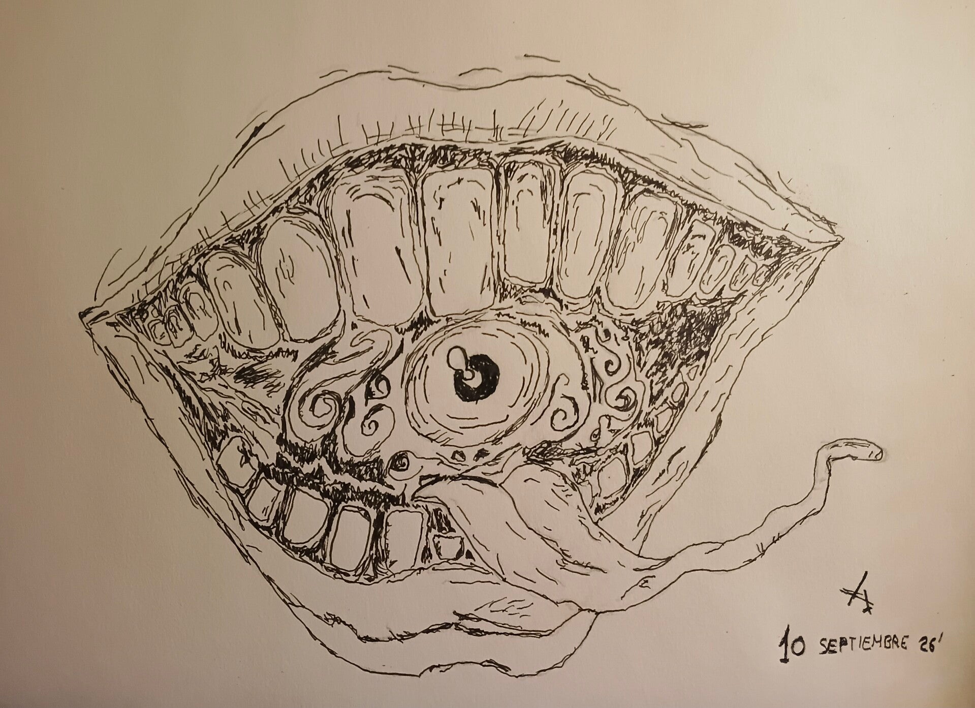 Eye
