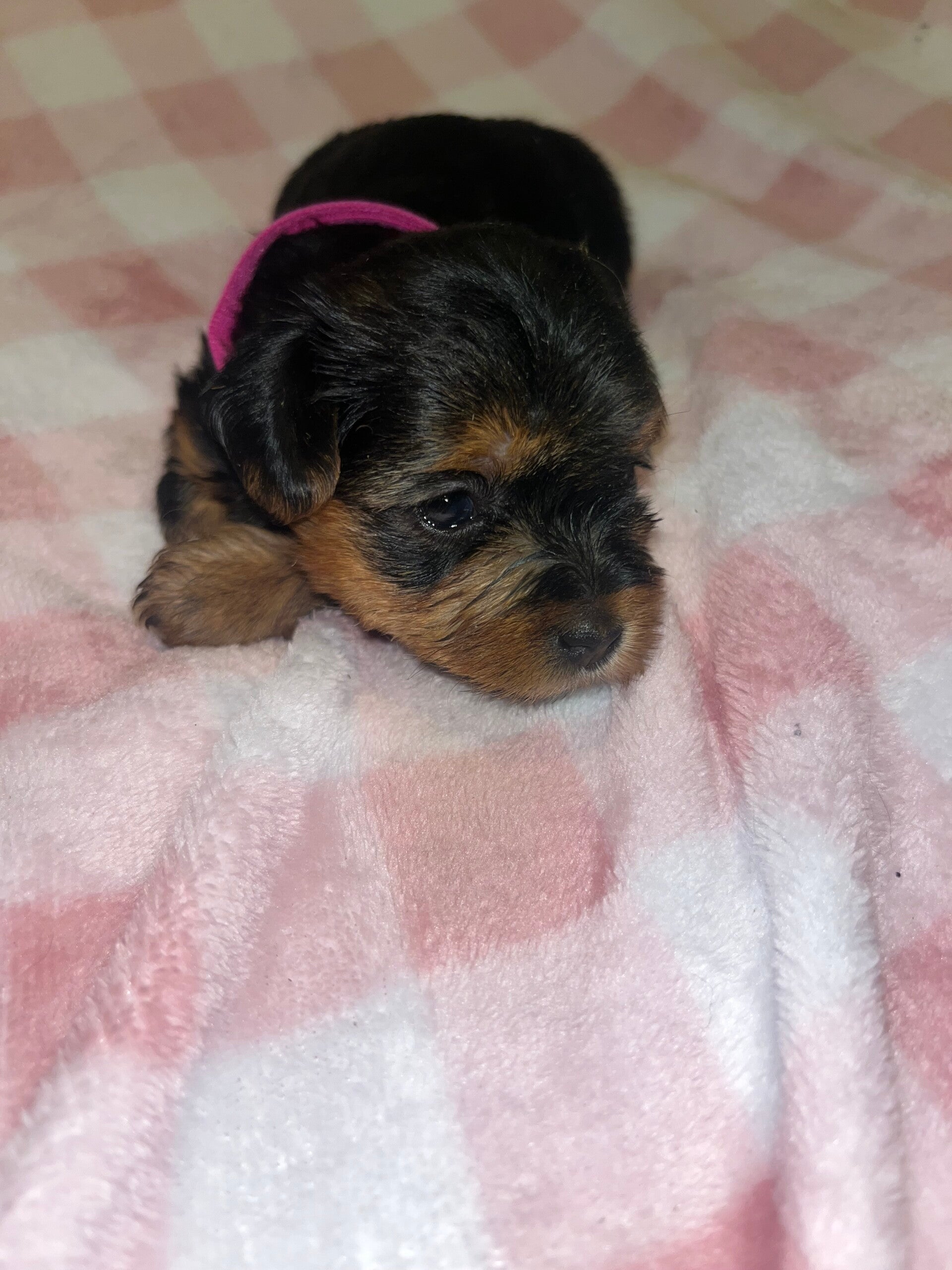 Babs Female Yorkipoo 