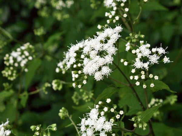 Snakeroot