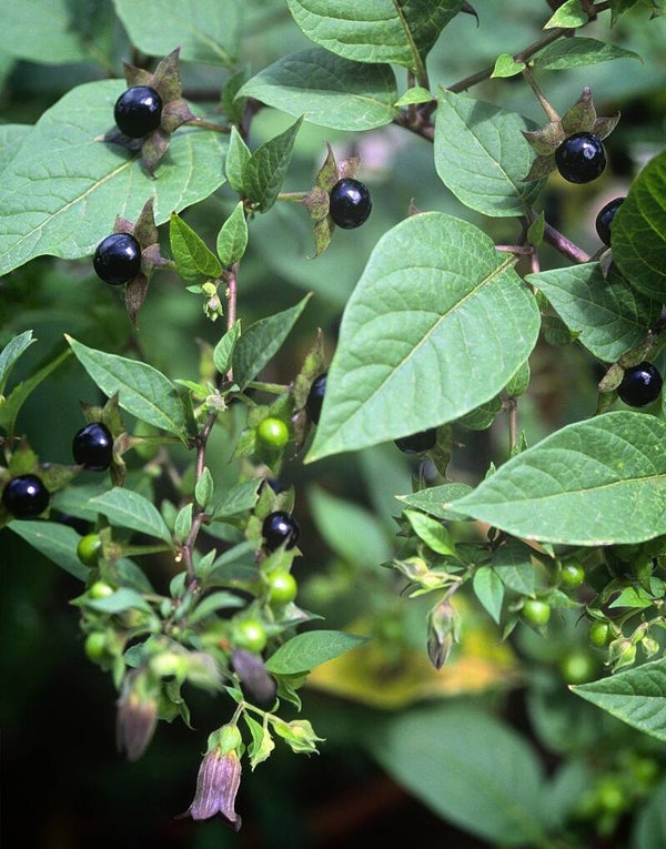 Deadly nightshade