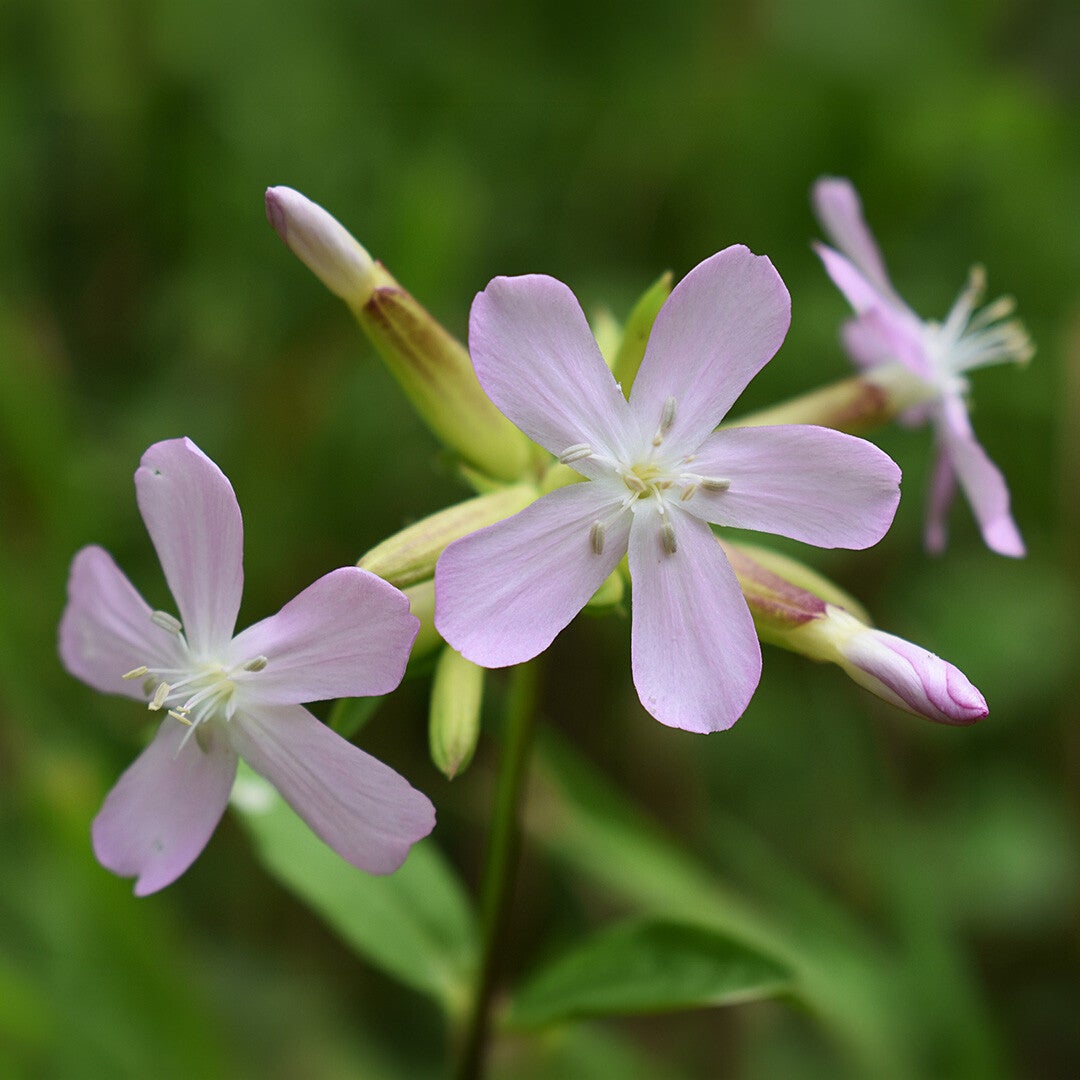 Soupwort