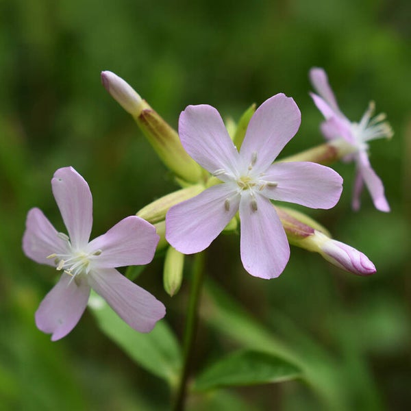 Soupwort