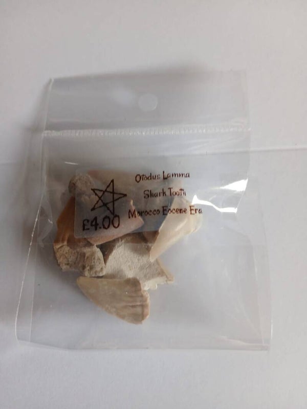 Otodus Lamma shark tooth fossil (mixed bag)