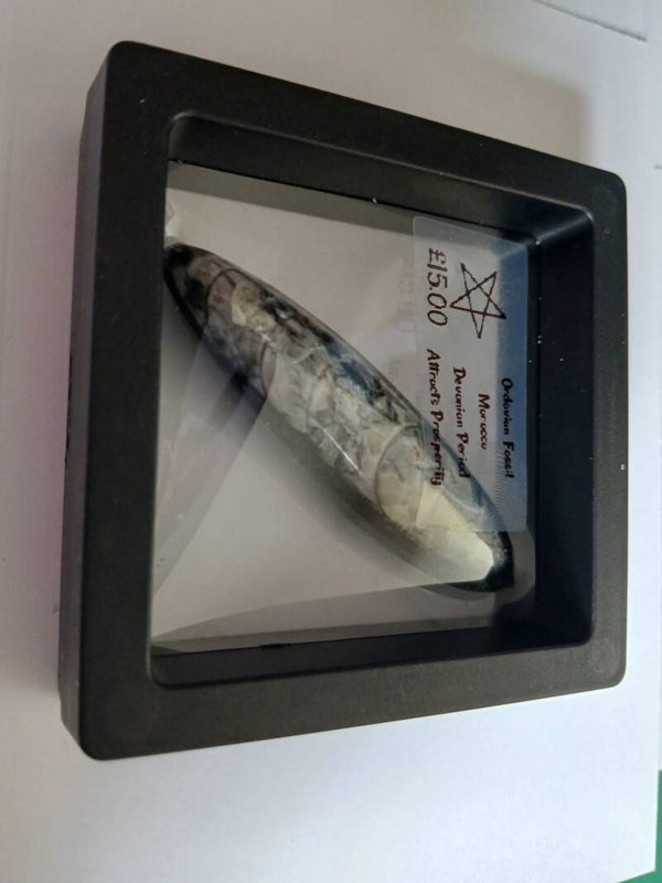 Ordovian fossil (promotes wealth and prosperity)