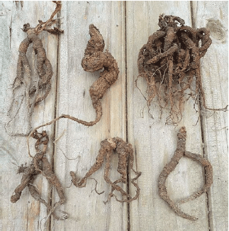 Mandrake