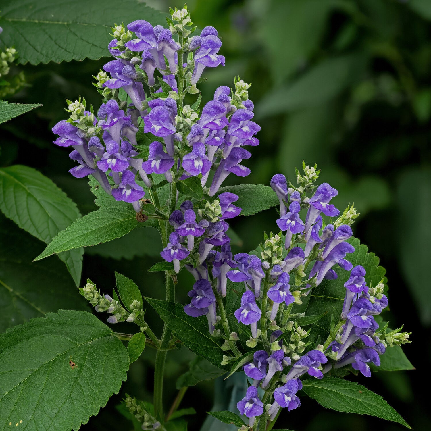 Skullcap