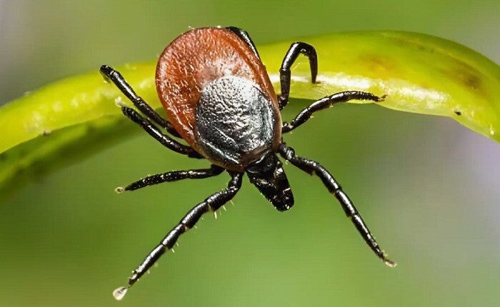 De teek wordt weer bloeddorstig