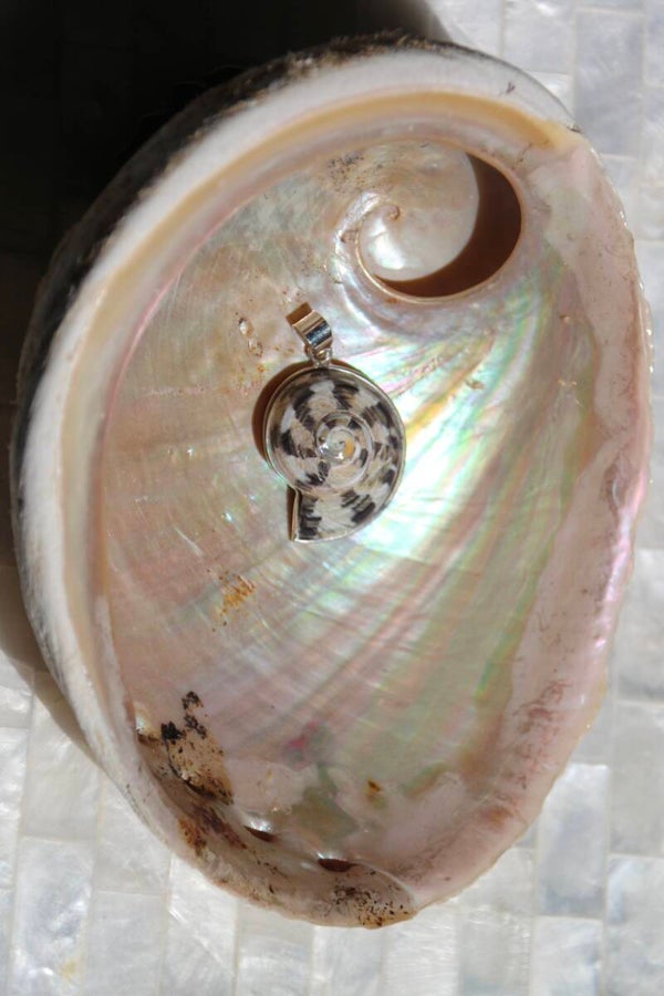 Shell Pendant