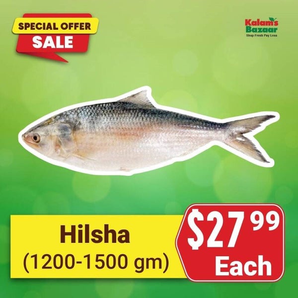 Hilsa