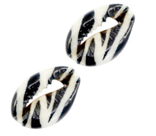 Kauri schelp Zebra 