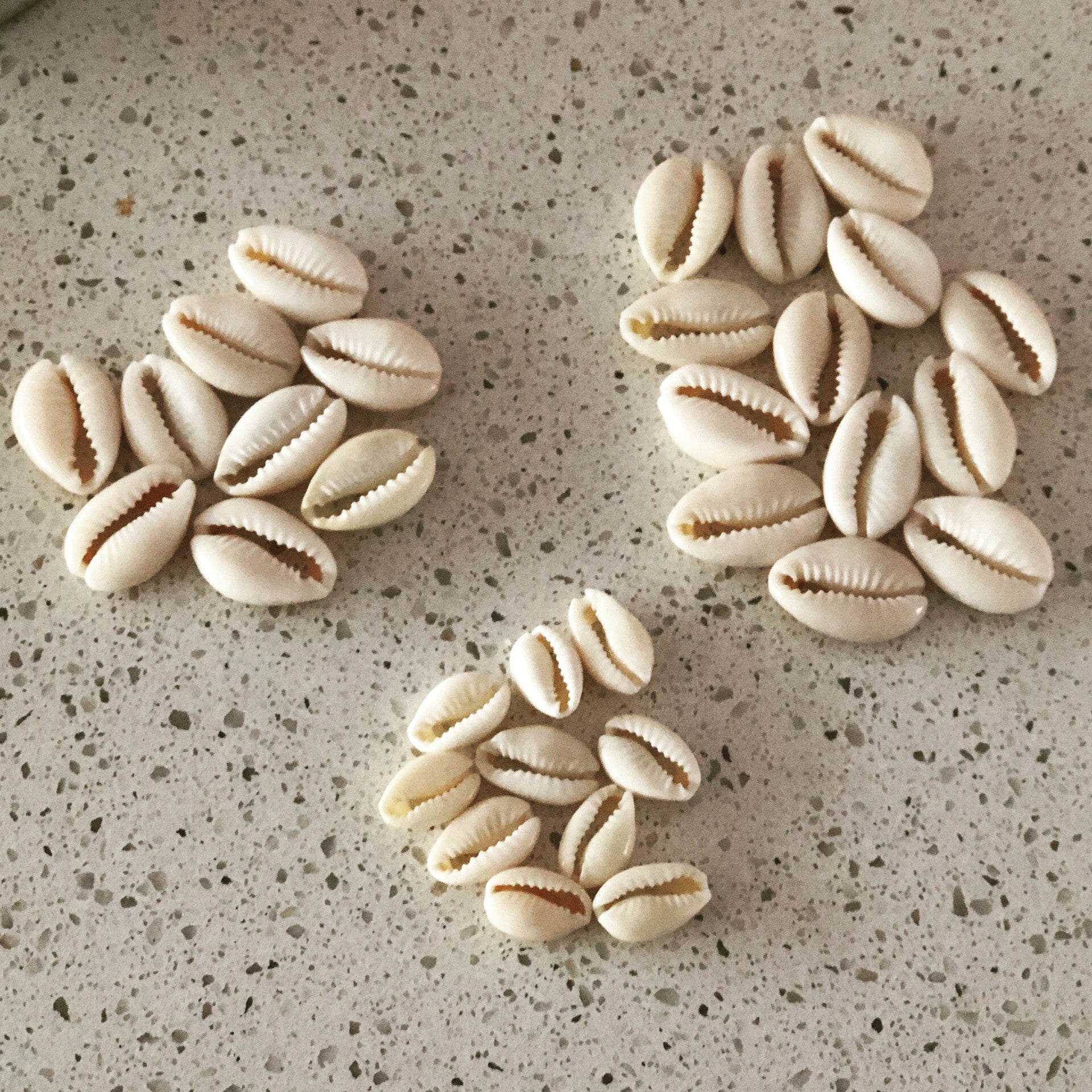 Kauri schelpjes gebleekt  small 