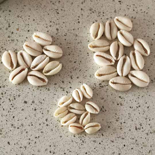 Kauri schelpjes gebleekt  small