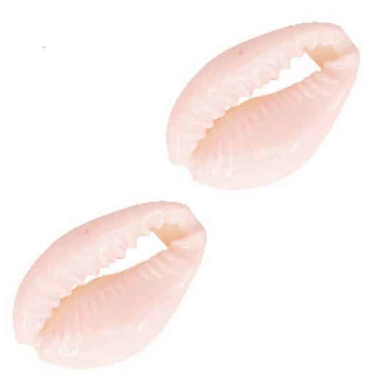 Kauri schelp pink