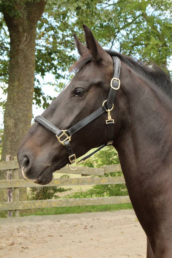 Lederen Halster Zwart