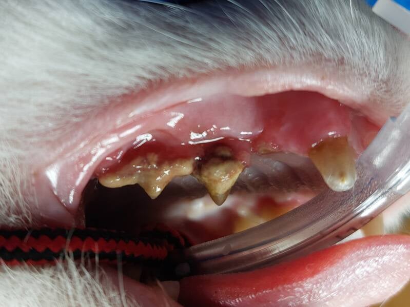calculus and gingivitis with advancement to periodontitis. Fracture canine tooth.