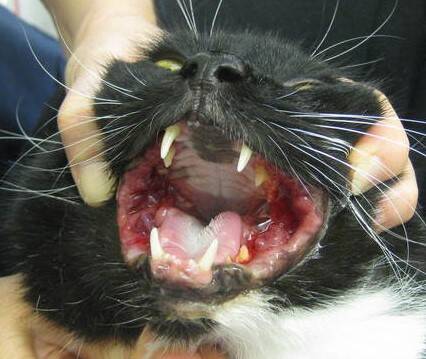 cat affected with severe gingivostomatitis