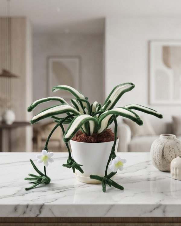 Fuzzy Wire Spider Plant