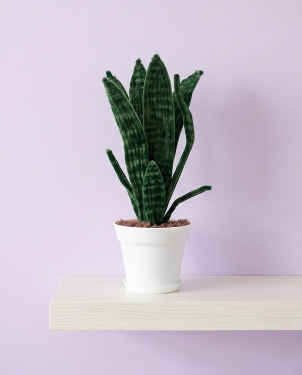 Fuzzy Wire Snake Plant