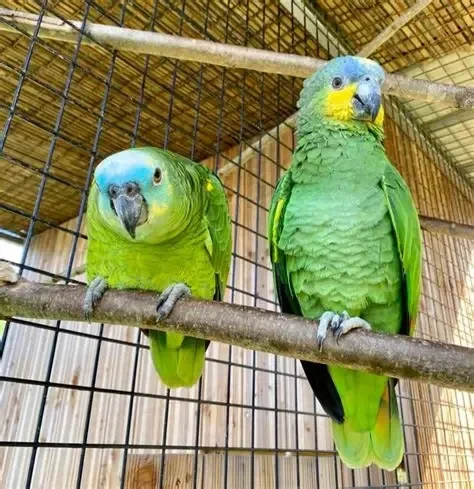 zoo-lescar-standard-8neacg.webp