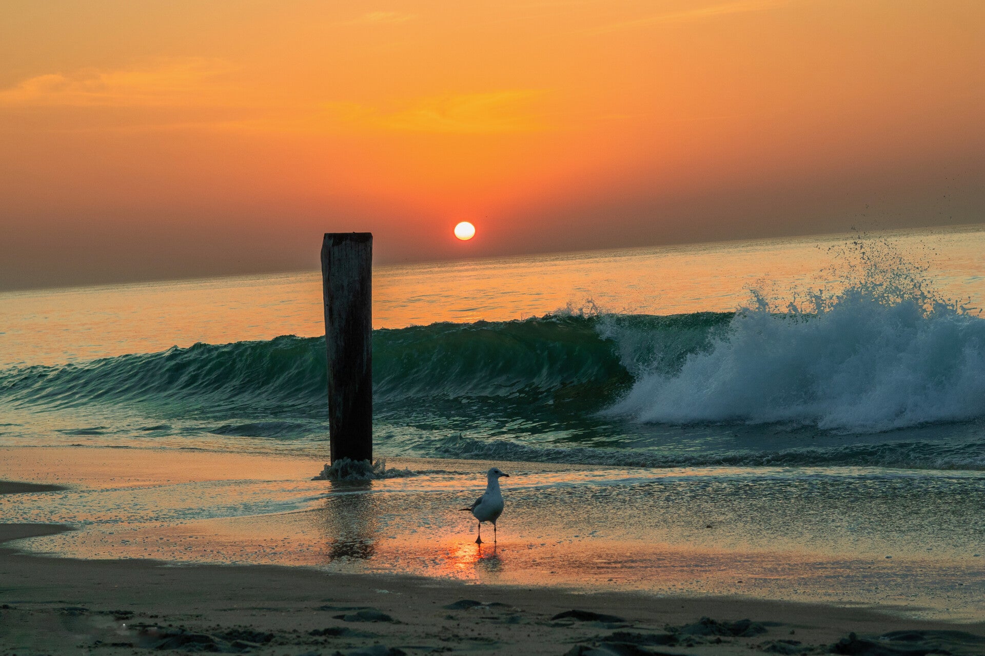 Seagull at sunrise
