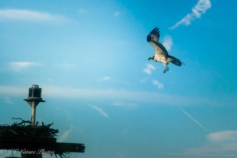 Free Bird