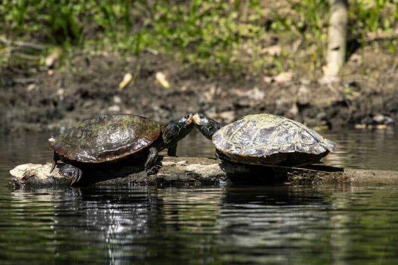 Turtle Kiss