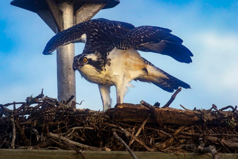 Open Wings