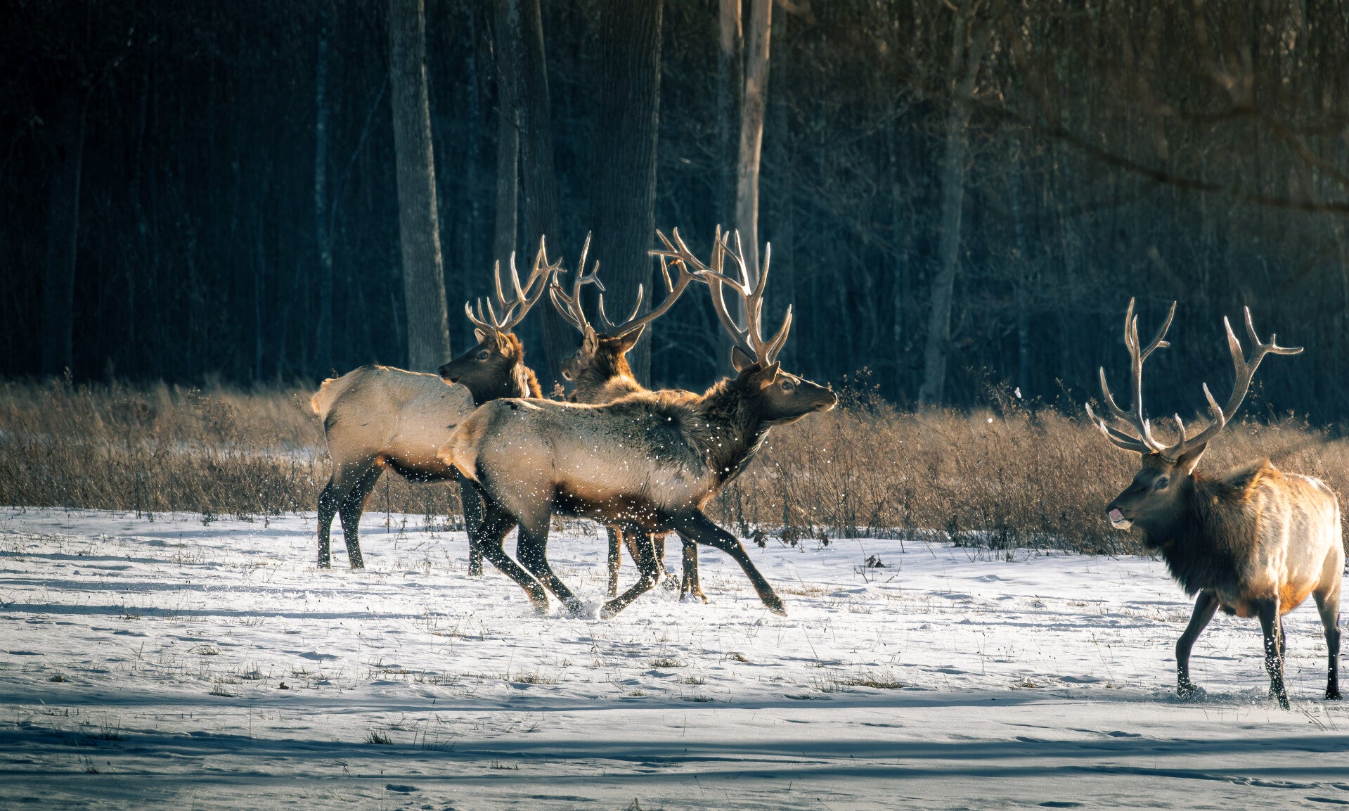Frost-Kicked Furry