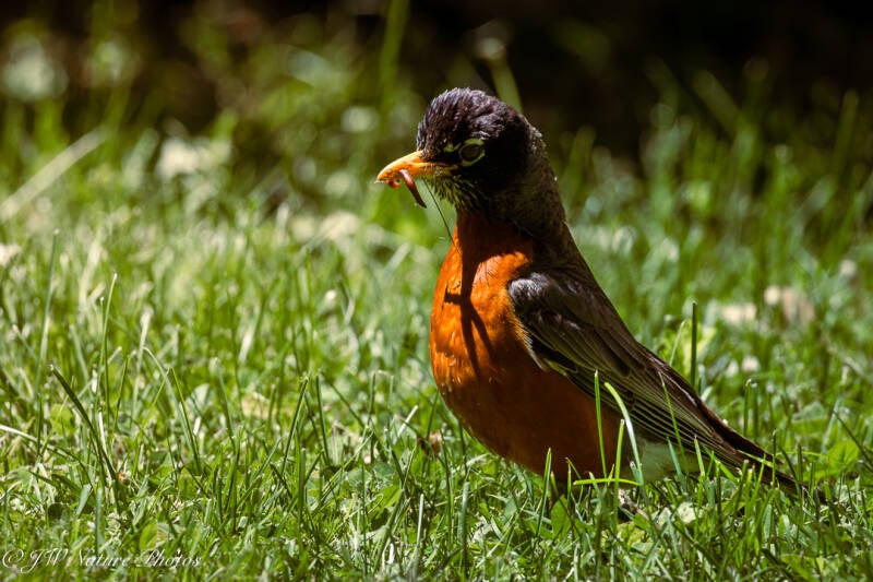 Early bird