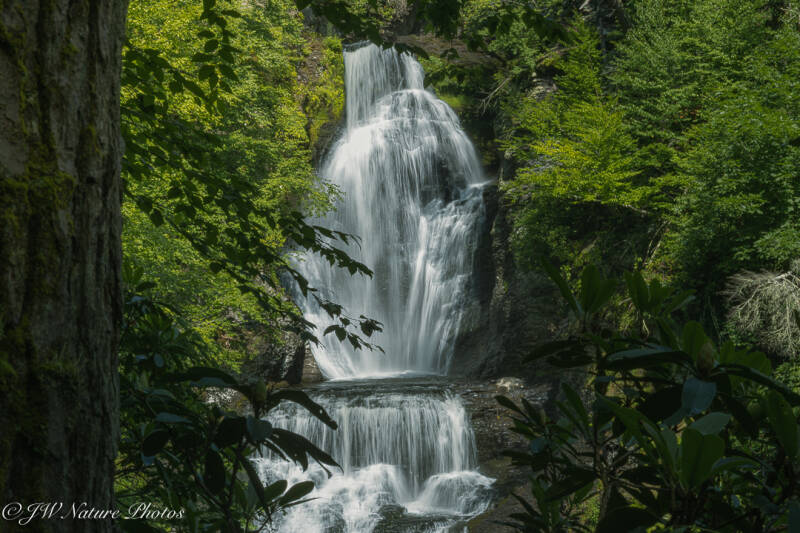 Forestfalls