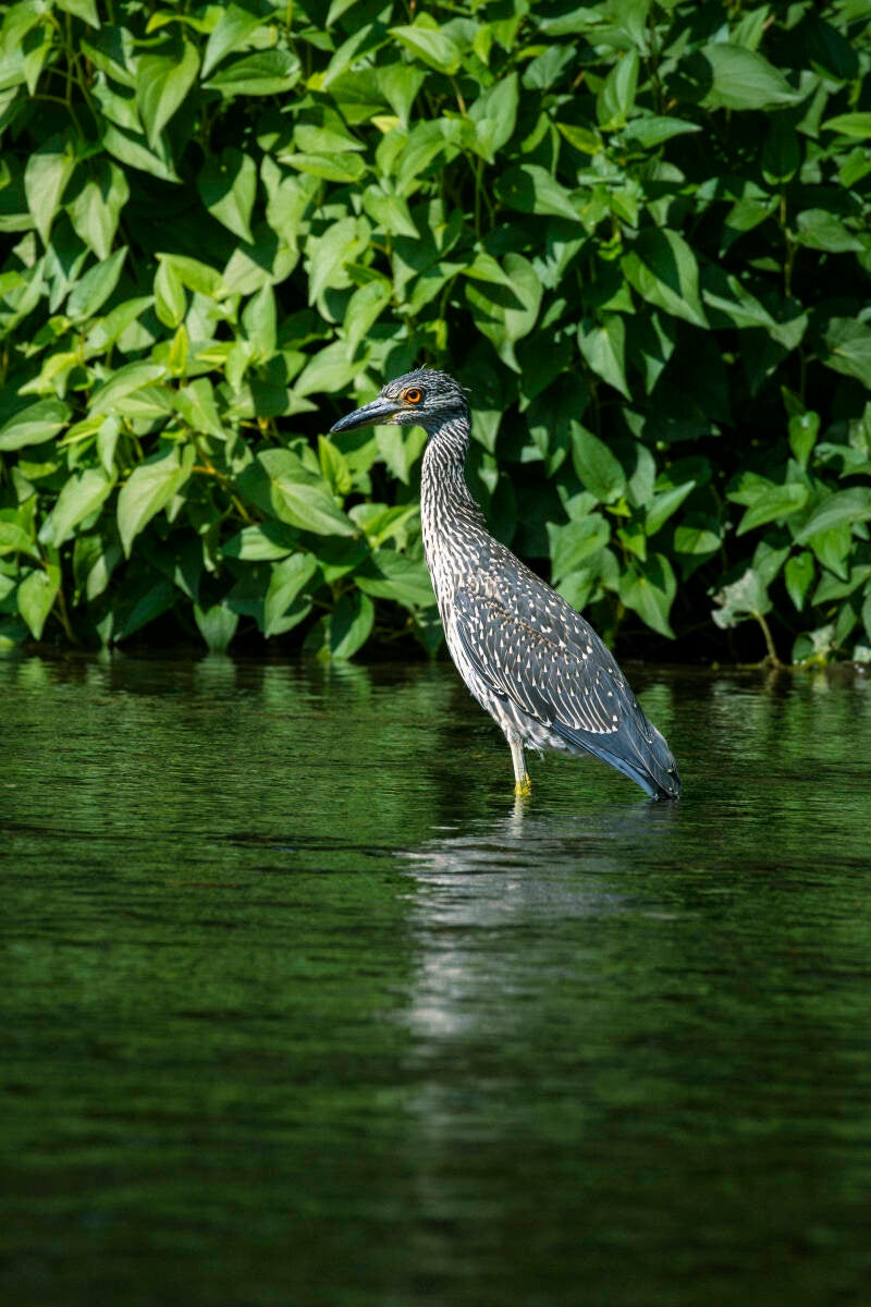 Yellow-crown Night Herron 