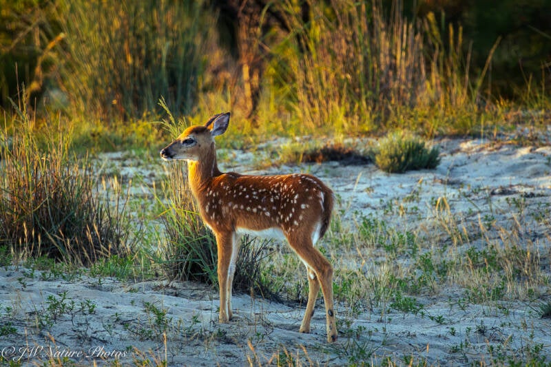 Fawn Sika