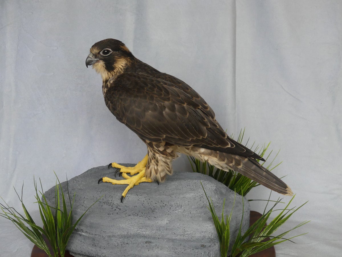About | Paul Roper Taxidermy