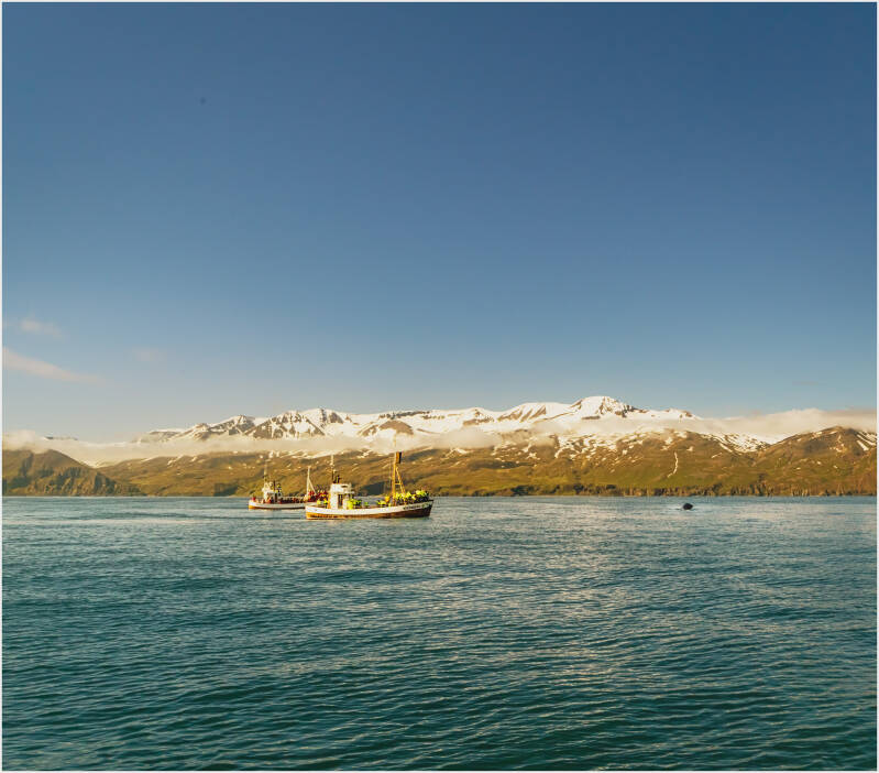 2024 Husavik -  Whale watching