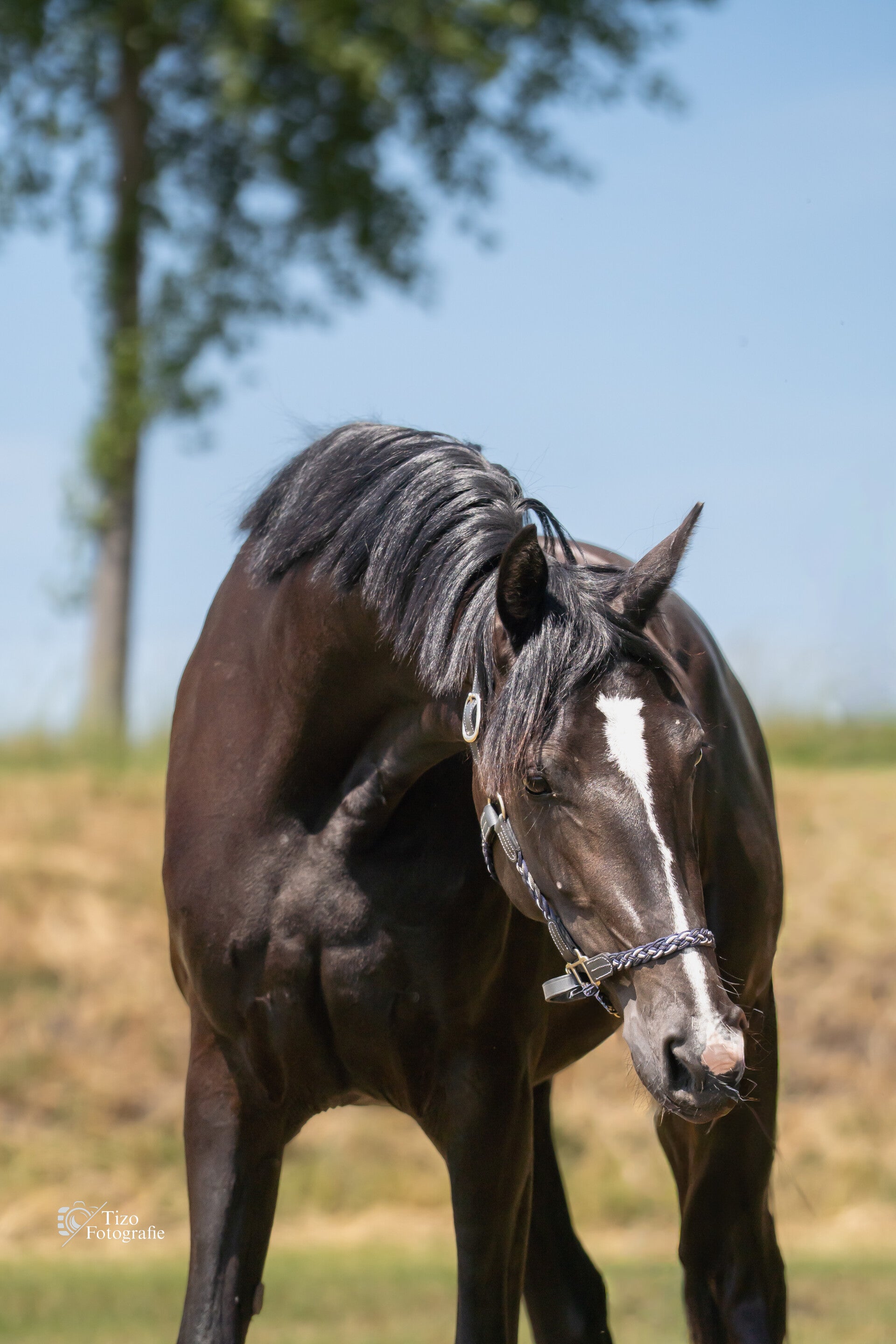 _dsc6022-standard.jpg