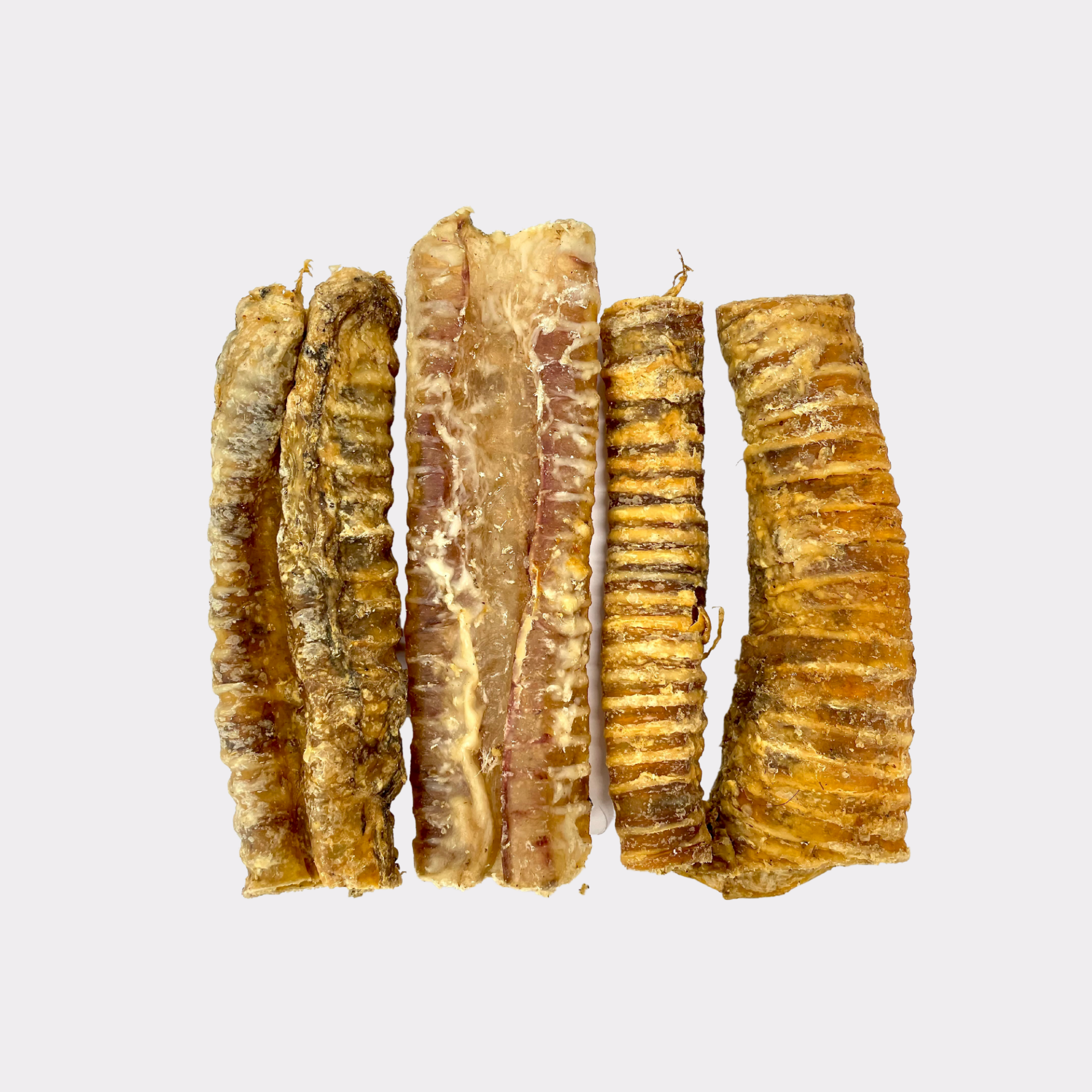 Trachea "Gullet" - Cut