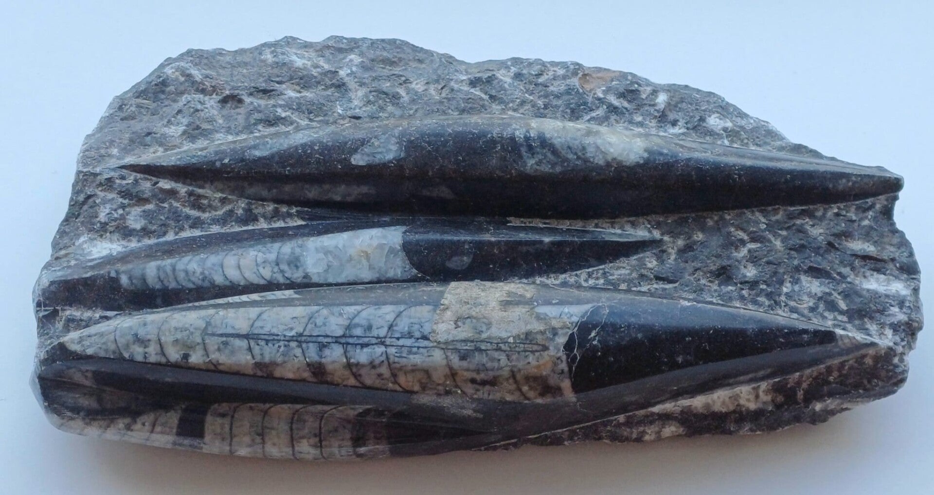 Orthoceras (cluster)