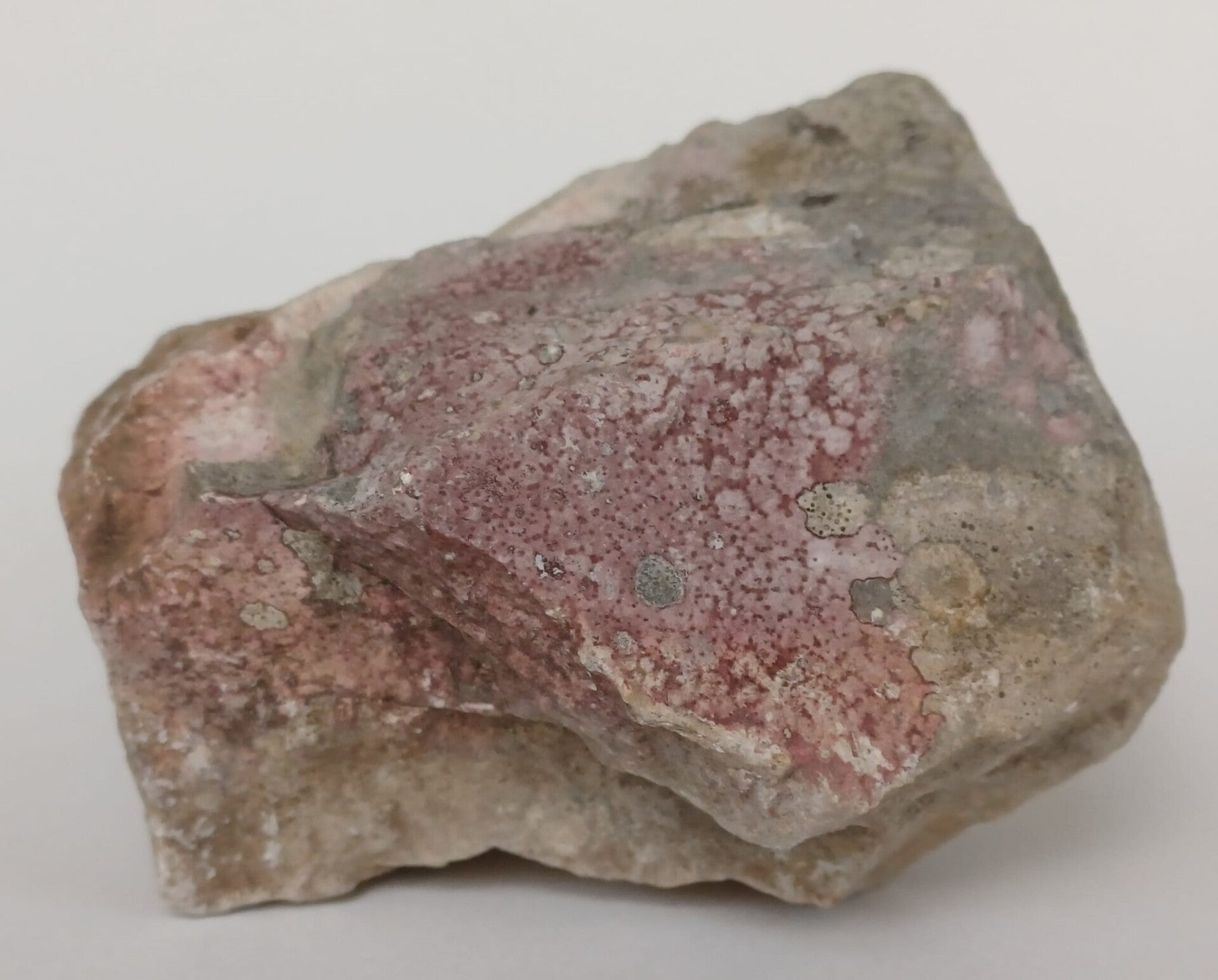 Lithophyllum Orbiculatum