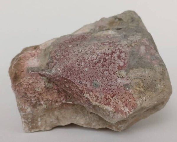 Lithophyllum Orbiculatum