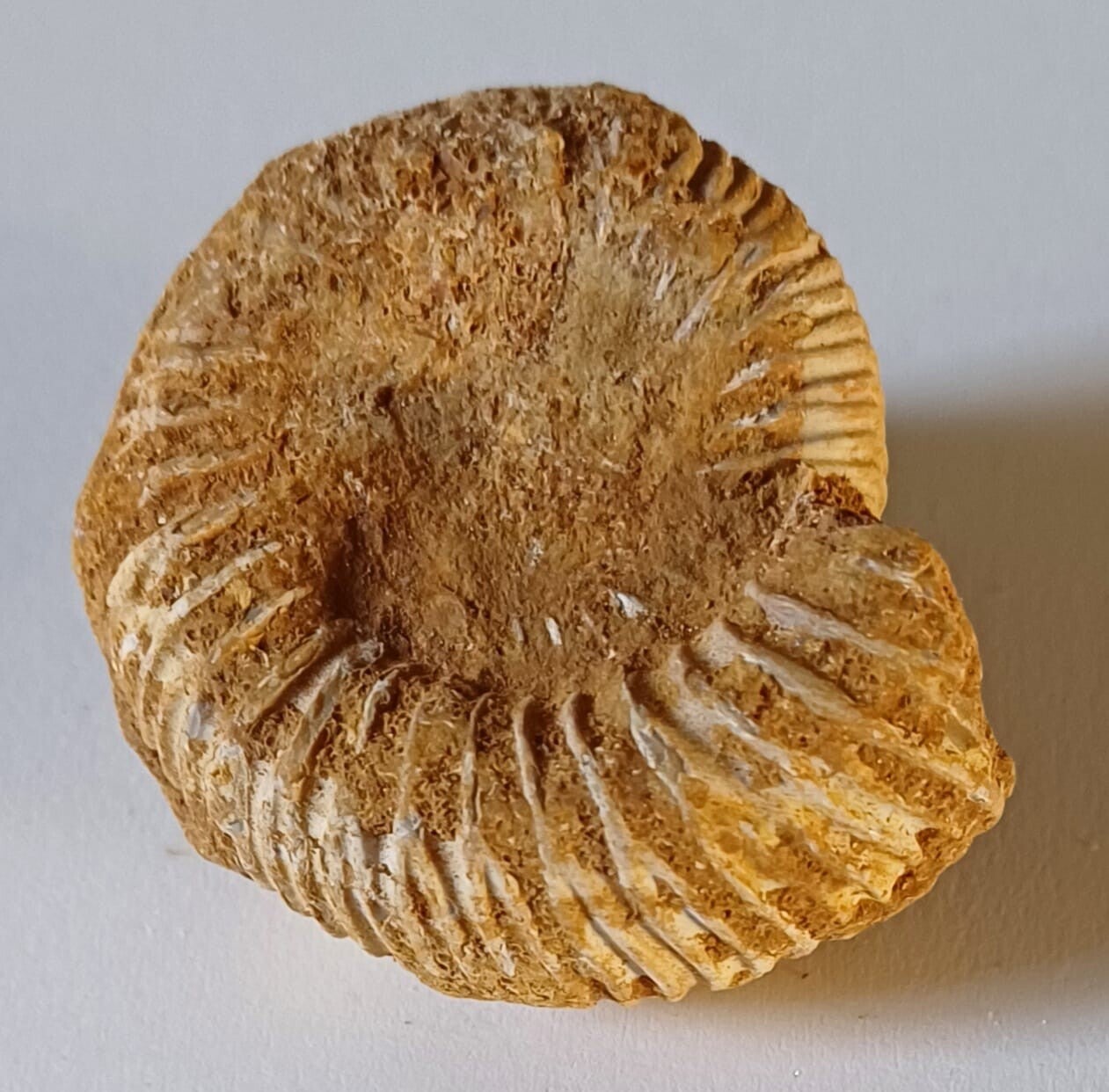Ammoniet