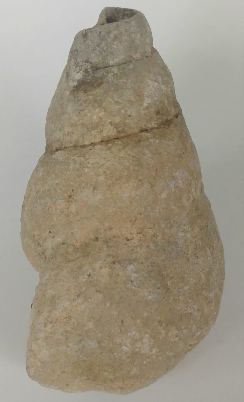 Gastropode (fossiel slakkenhuis)